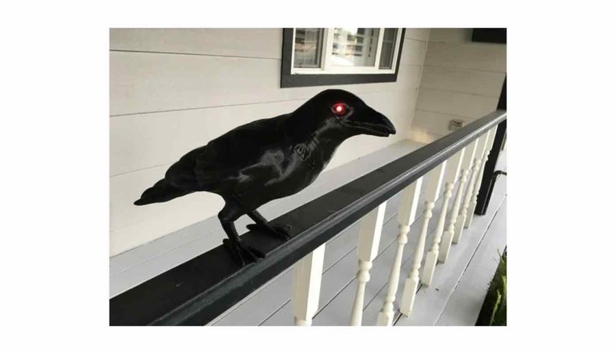 Halloween Crow - Corbeau d'Halloween