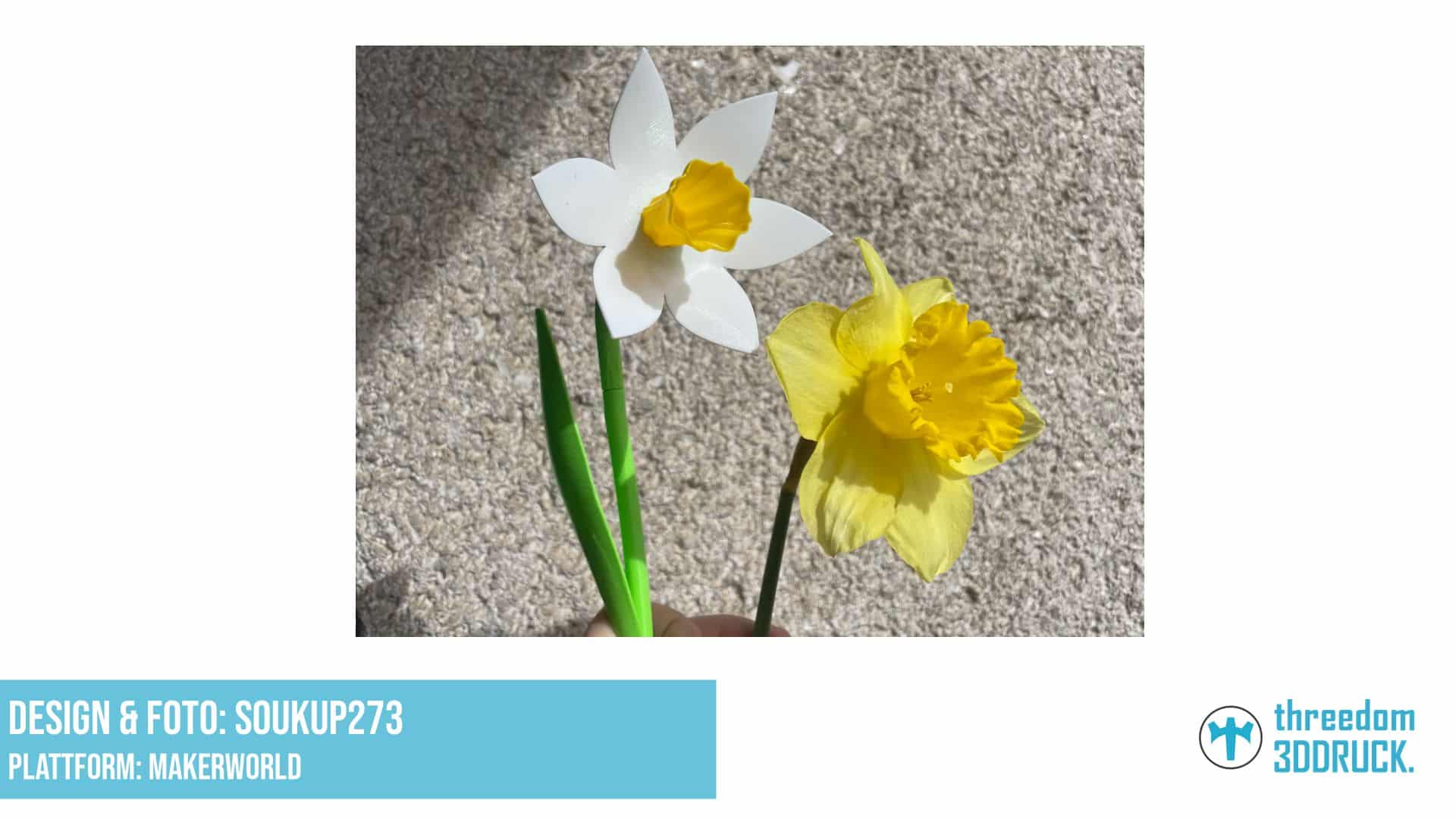 Dekorative Narzisse als Geschenk zum Internationalen Frauentag